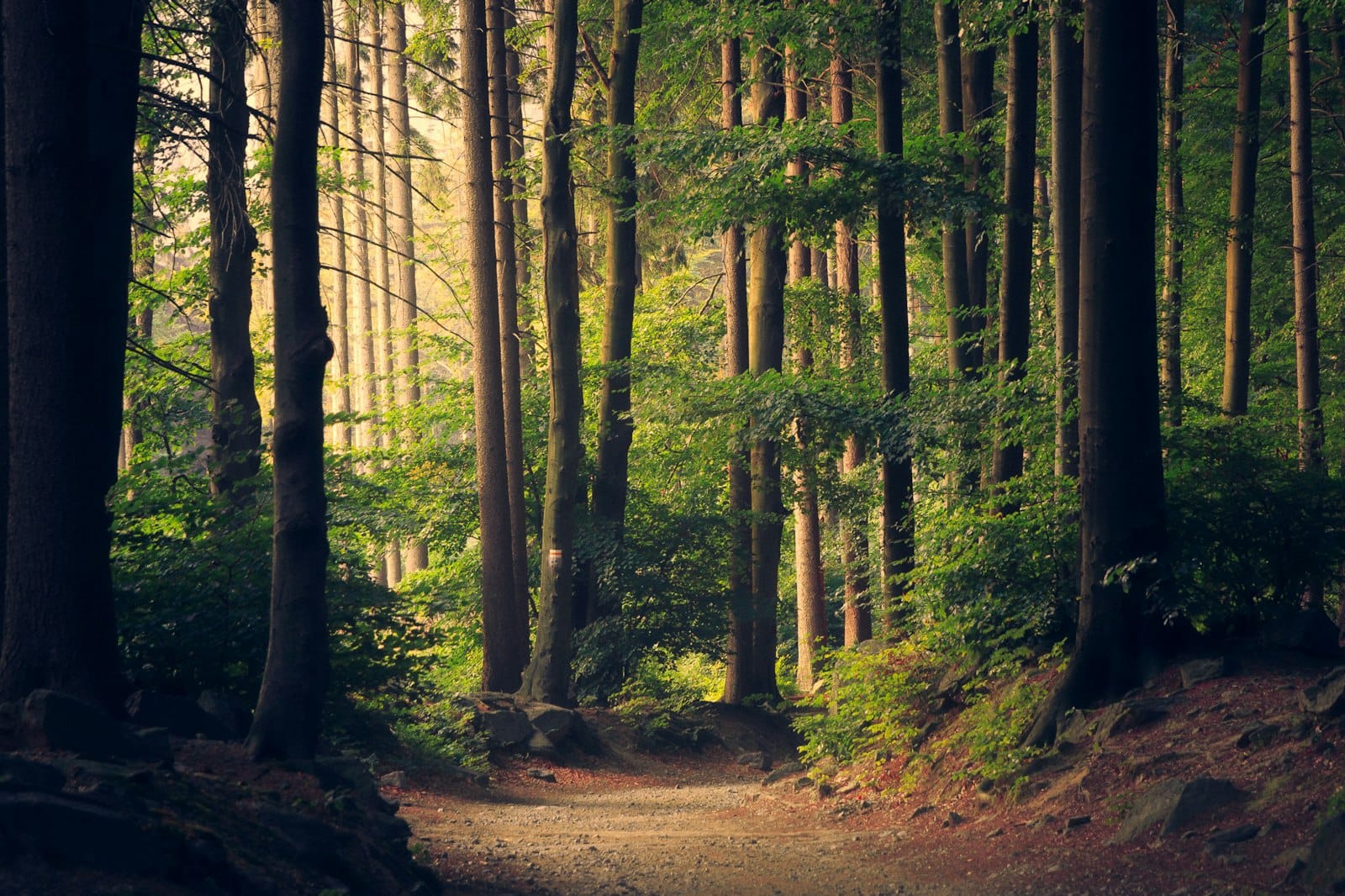 Sunlight falling through a dense stand of trees